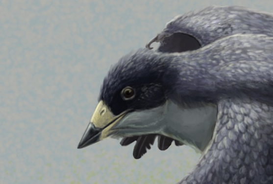 圖4.  早期帶喙鳥類孔子鳥的重建。 研究團隊之前曾對孔子鳥的喙進行過研究（見註1），發現其強度類似於吃植物或昆蟲的鳥類。圖片提供：Gabriel Ugueto
 